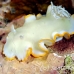 nudibranch_elegant_mid_h_0705_png1378.jpg